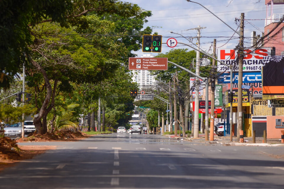Para cada espécie retirada, administração municipal vai plantar outras 10 mudas de ipês amarelos (Foto: Divulgação - Prefeitura de Goiânia)