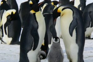Brasileiros podem se candidatar a vagas para monitores de pinguins na Antártica (Foto: Pixabay)