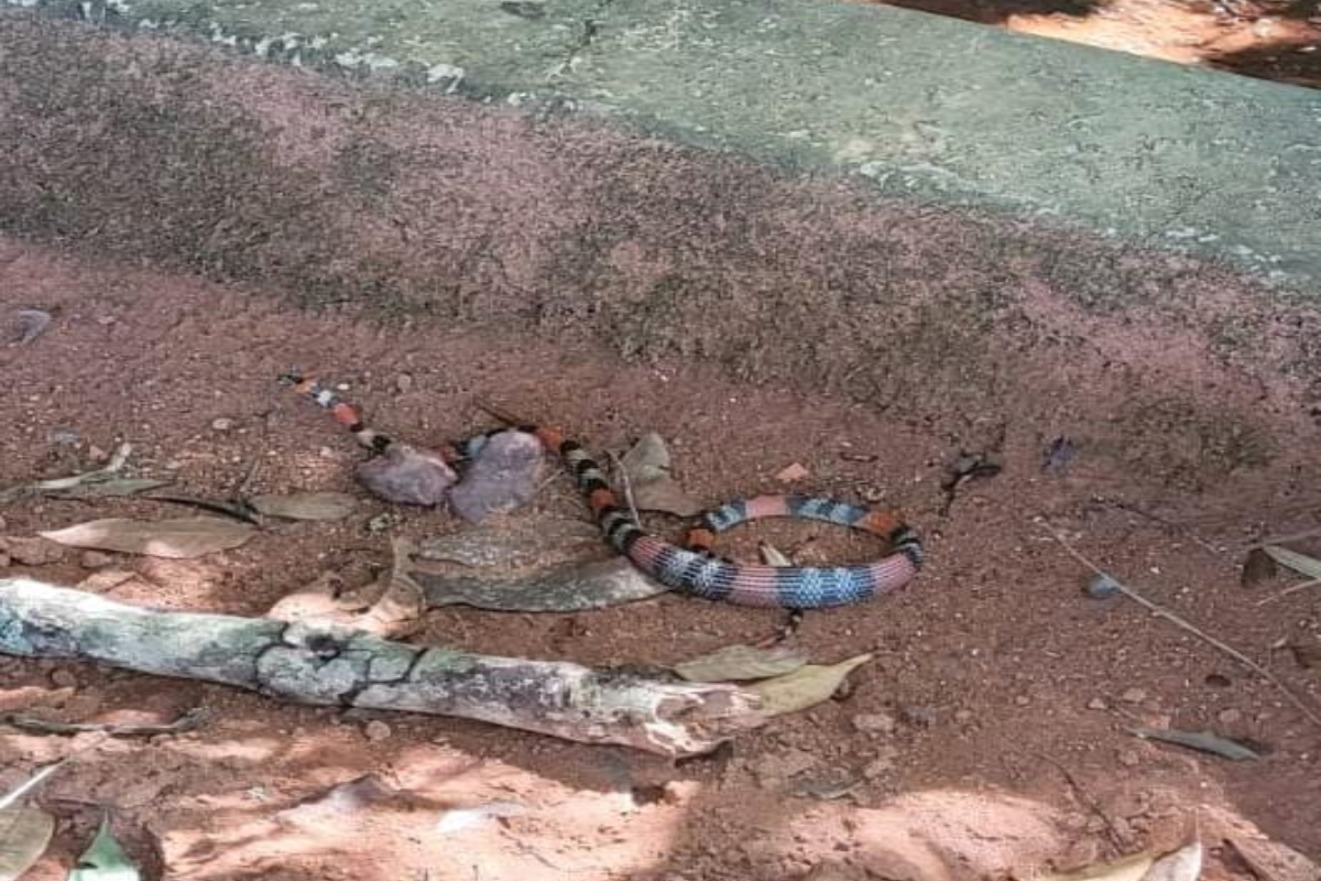 O Corpo de Bombeiros resgatou uma cobra coral da unidade prisional de Formosa, cidade goiana localizada no entorno do Distrito Federal. O salvamento aconteceu na manhã do último domingo (3), depois que agentes penitenciários notaram a presença da serpente.