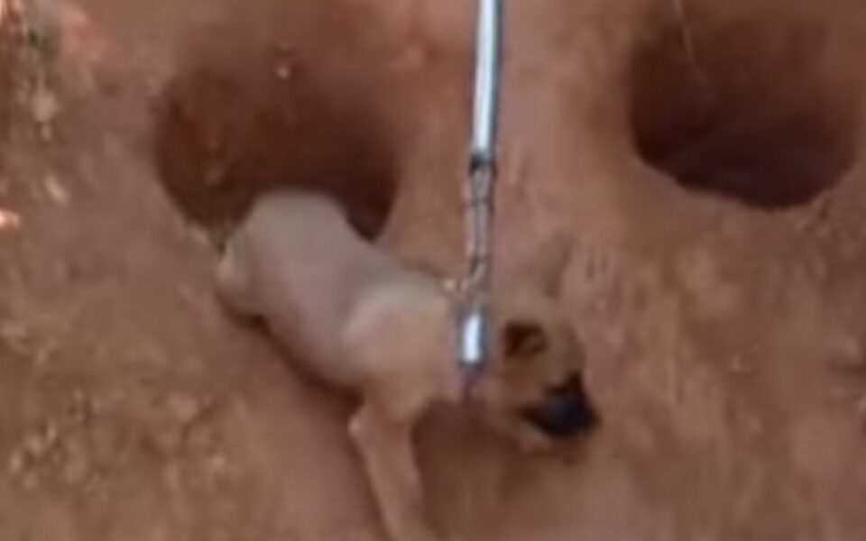 Bombeiros resgatam filhote de cachorro que caiu em buraco em Silvânia