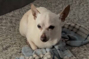 Chihuahua entrou recentemente para o livro dos recordes. Conheça TobyKeith, o cachorro vivo mais velho do mundo