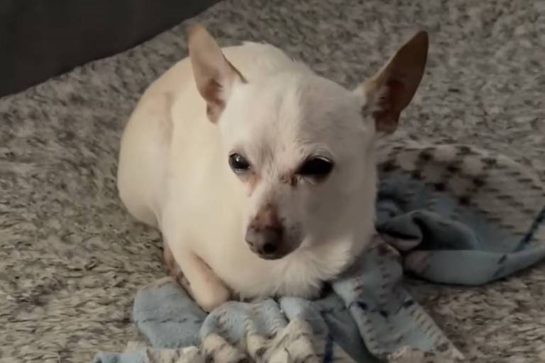 Chihuahua entrou recentemente para o livro dos recordes. Conheça TobyKeith, o cachorro vivo mais velho do mundo