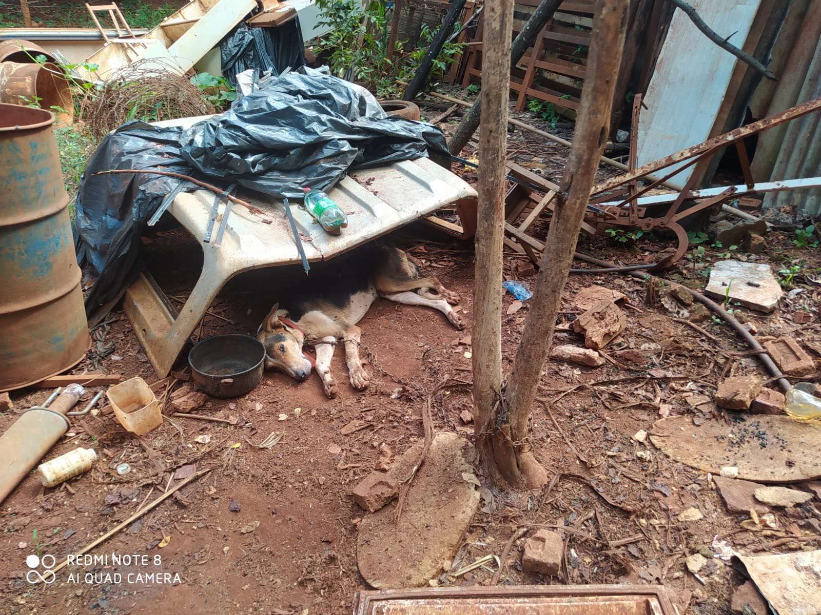 PRF encontra dezenas de animais abandonados em chácara próxima à GO-070, entre Goiânia e Inhumas (Foto: PRF)