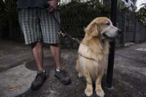 Pesquisa foi feita com 11.233 pessoas. Idosos donos de cães têm menos problemas físicos e cognitivos, diz estudo