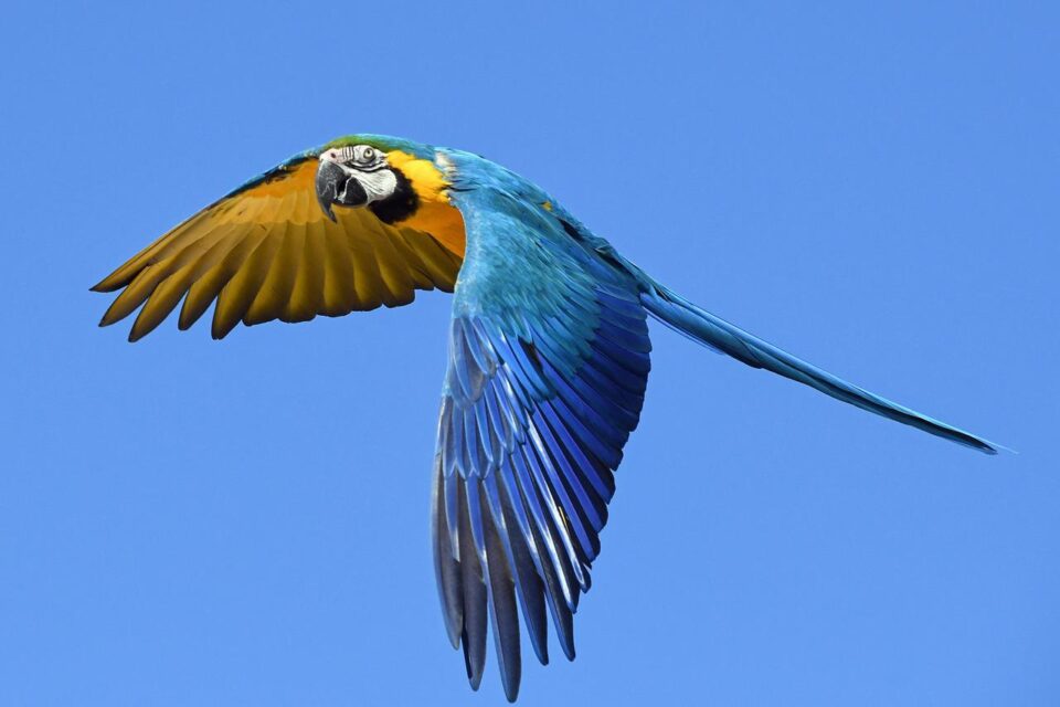 Floresta tropical tem declínio de mais de 70% de populações de aves em 40 anos