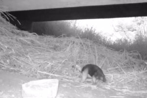 Câmeras de monitoramento registraram um pouco da vida silvestre que existe às margens das BR-060 e BR-153, em Goiás, e BR-262. Os registros fazem parte de um subprograma da Triunfo Concebra, que é a empresa reponsável pela rodovia. O objetivo da iniciativa é coletar dados que identifiquem quais espécies transitam pelas vias e, com isso, desenvolver medidas que reduzam o número de animais atropelados.