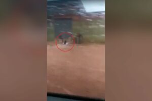 Chuva arrasta mulher, invade casas e alaga ruas no Entorno do DF