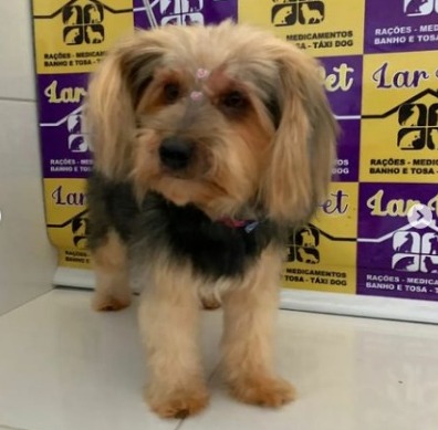 Animal foi entregue aos cuidados de uma veterinária (Foto: Divulgação - Bombeiros)