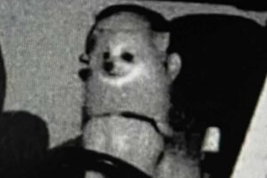 O animal aparece na imagem no momento da infração. Homem fica surpreso ao receber multa de trânsito com foto de cachorro dirigindo