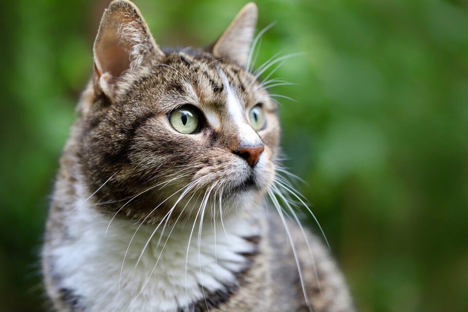 Dia Mundial do Gato: saiba como os felinos demonstram amor por seus tutores Comportamentalista de felinos como os bichanos revelam afeição