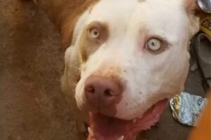 Pitbull adotado pela família ataca adolescentes de 18 e 16 anos no DF (Foto: Bpmbeiros)