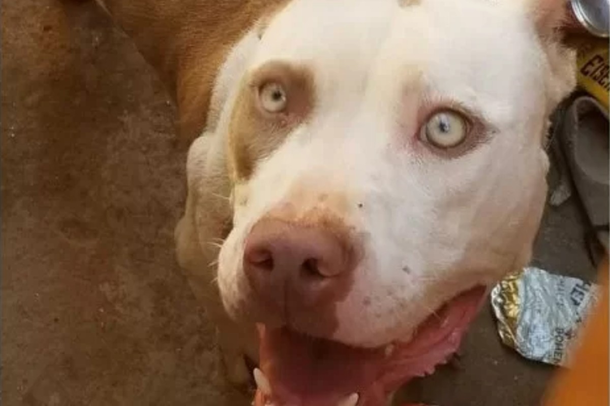 Pitbull adotado pela família ataca adolescentes de 18 e 16 anos no DF (Foto: Bpmbeiros)