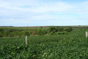 Agro gera 7.211 empregos formais de janeiro a março, em Goiás