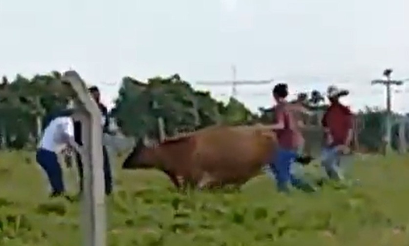 Universidade se manifestou sobre o caso. Polícia investiga estudantes de veterinária por maus-tratos a uma vaca na PUC Goiás