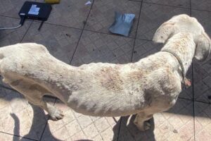 Dono de cachorro que morreu com infestação de carrapatos é liberado após pagar fiança em Goiânia