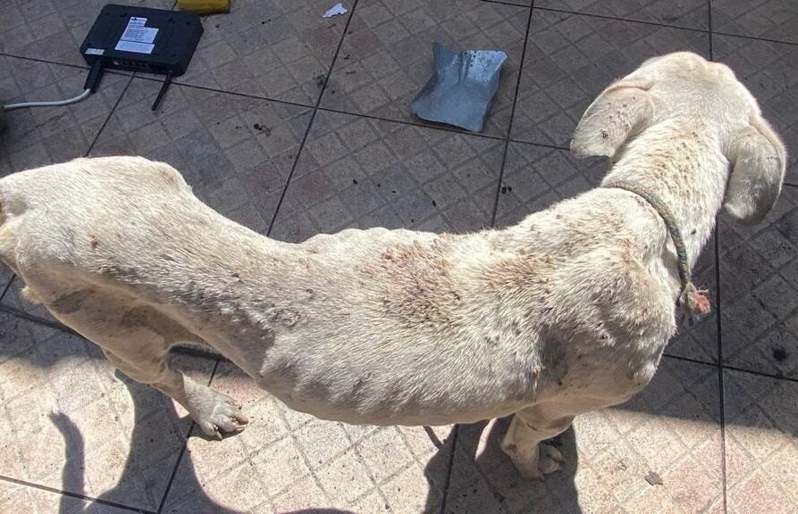 Dono de cachorro que morreu com infestação de carrapatos é liberado após pagar fiança em Goiânia