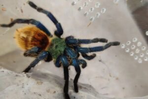 Polícia apreende 64 aranhas e 3 escorpiões em casa de Joinville (SC)