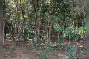 Cadáver foi encontrado em uma mata próximo a uma estrada vicinal do Distrito Agroindustrial de Anápolis (Foto: Reprodução)