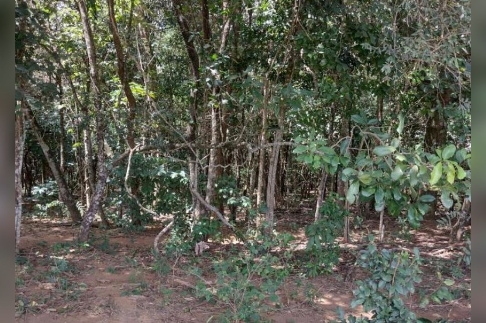 Cadáver foi encontrado em uma mata próximo a uma estrada vicinal do Distrito Agroindustrial de Anápolis (Foto: Reprodução)