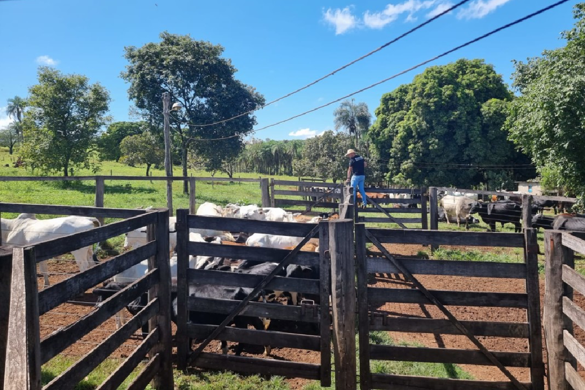 Operação prende suspeito de furtar 82 cabeças de gado em Trindade (GO)