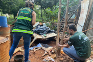 A Agência Municipal do Meio Ambiente (Amma) multou em R$ 16 mil dois dos tutores que deixaram seus animais abandonados, sem água e sem alimentação, no Sítio Recreio dos Bandeirantes, em Goiânia. O caso foi descoberto por agentes da Polícia Rodoviária Federal (PRF), nesta quarta-feira (6). Ao todo, foram encontrados 12 animais de grande porte, como cavalos, mulas e jumento; bem como seis cães, entre adultos e filhotes.