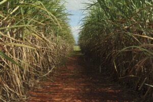 Uma empresa produtora de álcool deve indenizar um lavrador por falta de banheiro e água potável no ambiente de trabalho, em Goiatuba. (Foto ilustrativa: Elza Fiúza/Agência Brasil)