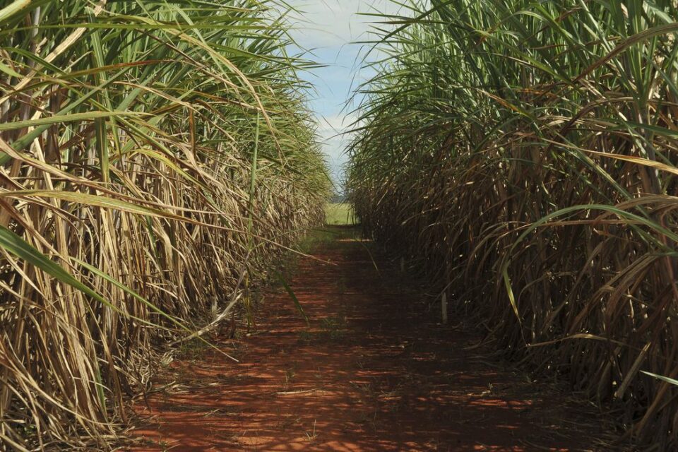 Uma empresa produtora de álcool deve indenizar um lavrador por falta de banheiro e água potável no ambiente de trabalho, em Goiatuba. (Foto ilustrativa: Elza Fiúza/Agência Brasil)