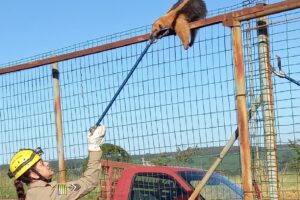 Resgate de tamanduá mirim durou cerca de 40 minutos (Foto: Divulgação - CBMGO)