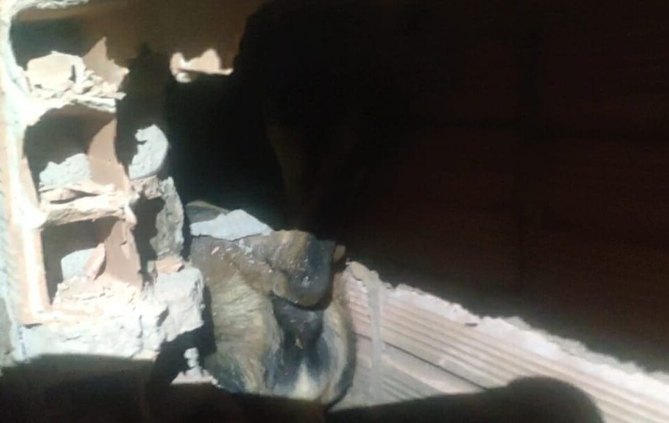 Bombeiros quebram muro para resgatar cachorro em Jataí