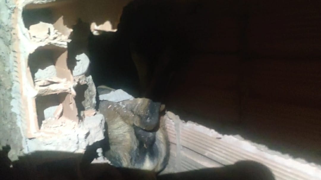 Bombeiros quebram muro para resgatar cachorro em Jataí