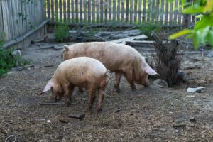 Preocupação seria decorrente do uso excessivo de agrotóxicos. Porcos podem transmitir a humanos bactérias resistentes a antibióticos