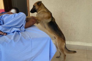 Homem passa mal em Mineiros e cachorro vai até UPA para aguardar alta