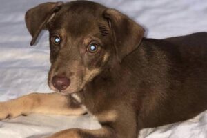 Brownie passou por um vão no portão do imóvel. Cachorro desaparecido volta para casa; vídeo mostra emoção da família