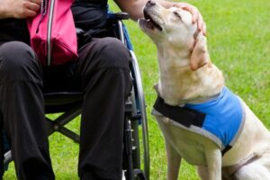 Em 2019, Goiás possuía 8,5% da sua população apresentando deficiência em pelo menos uma de suas funções (Foto: Reprodução/Alfabeto Pet)