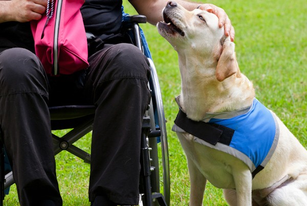 Em 2019, Goiás possuía 8,5% da sua população apresentando deficiência em pelo menos uma de suas funções (Foto: Reprodução/Alfabeto Pet)