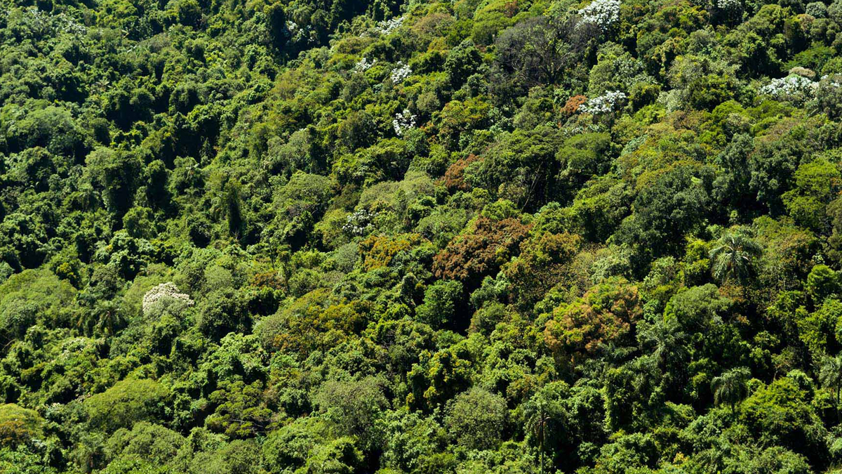 Acordo entre MP-GO e fazendeiro de Goiatuba prevê reflorestamento e doação de R$ 500 mil