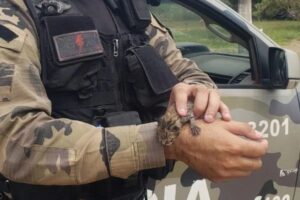 Filhote de jaguatirica é resgatado no quintal de casa no DF