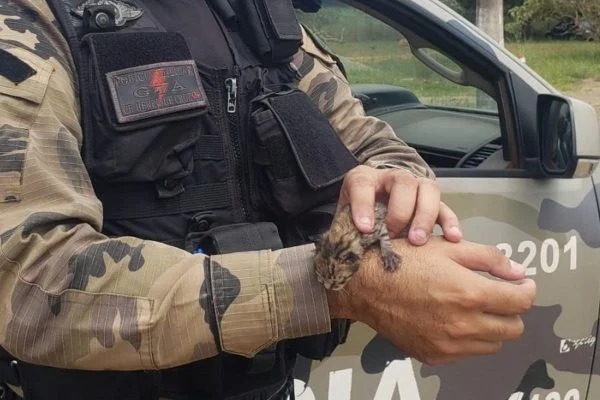 Filhote de jaguatirica é resgatado no quintal de casa no DF