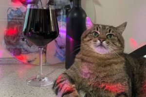 Felino famoso conseguiu escapar da guerra e está refugiado na França. Gato ucraniano Stepan concorre a prêmio de influenciador do ano