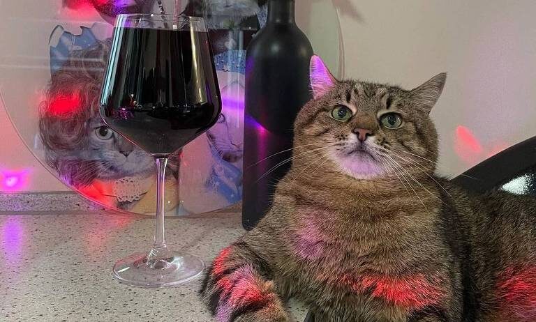 Felino famoso conseguiu escapar da guerra e está refugiado na França. Gato ucraniano Stepan concorre a prêmio de influenciador do ano