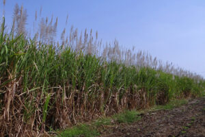 Justiça condena empresa do agro de Goiatuba (GO) a indenizar funcionário