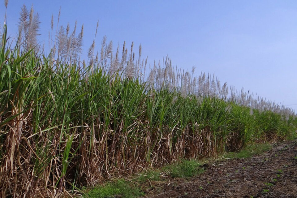 Justiça condena empresa do agro de Goiatuba (GO) a indenizar funcionário