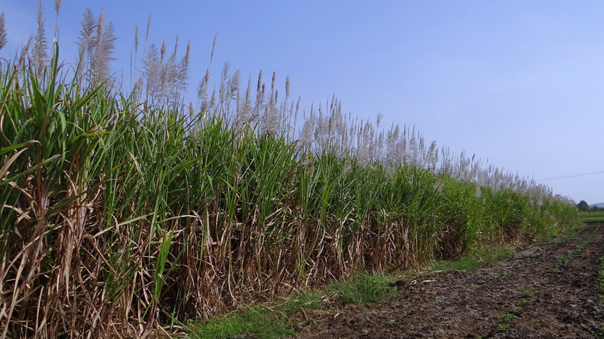 Justiça condena empresa do agro de Goiatuba (GO) a indenizar funcionário