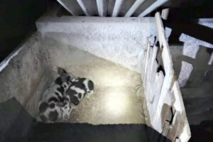 A Polícia Militar (PM) prendeu um homem de 54 anos dentro de um chiqueiro com porcos, no município de Santo Antônio do Descoberto. Segundo os militares, o homem teria tentado matar um colega com um facão, nesta quarta-feira (30).