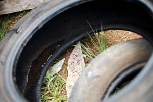 Estado de emergência: Caldas (GO) cria força-tarefa contra dengue