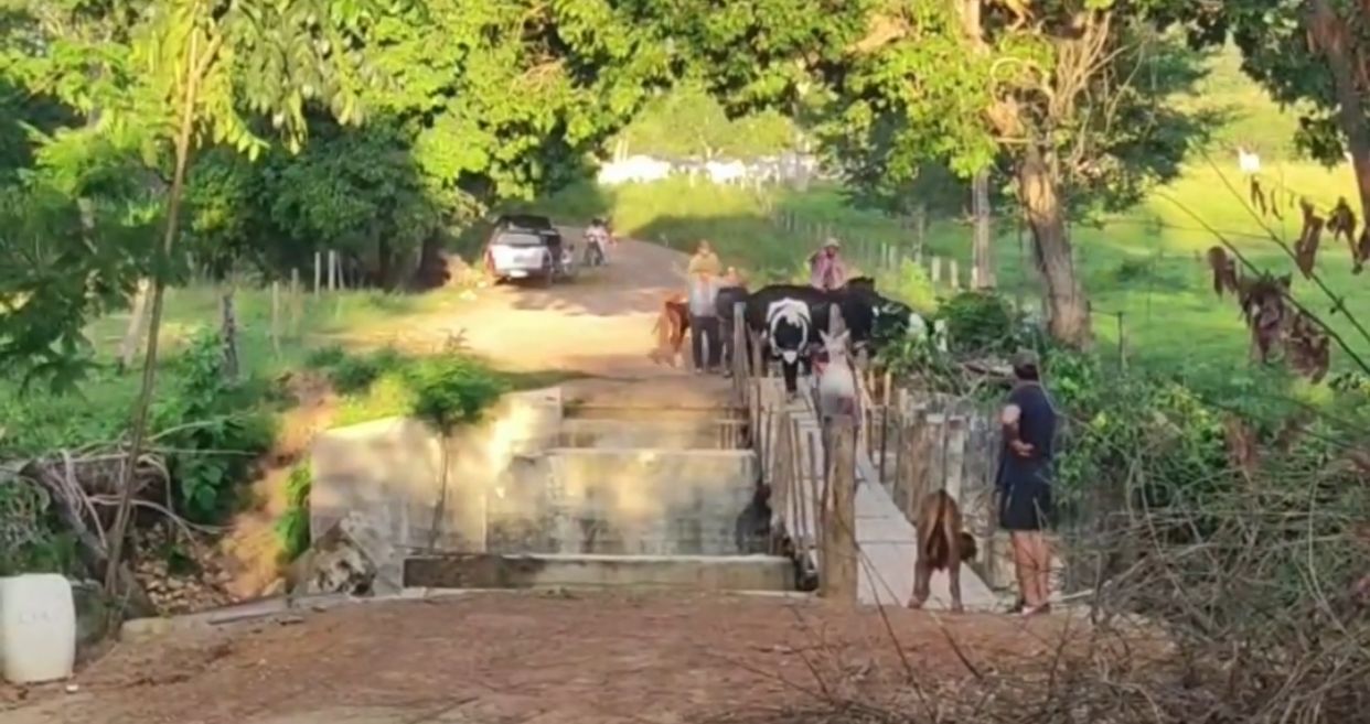 Bois caem na água ao atravessar ponte improvisada em Niquelândia (GO)