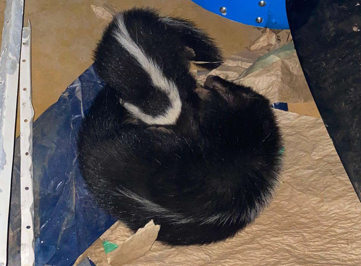 Mãe e filhote de zorrilhos são resgatados na lateria de avião que viajou do Rio Grande do Sul a Goiânia