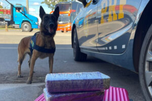 PRF prende passageiro de ônibus com 1 kg de maconha perto do Recanto das Emas (DF)