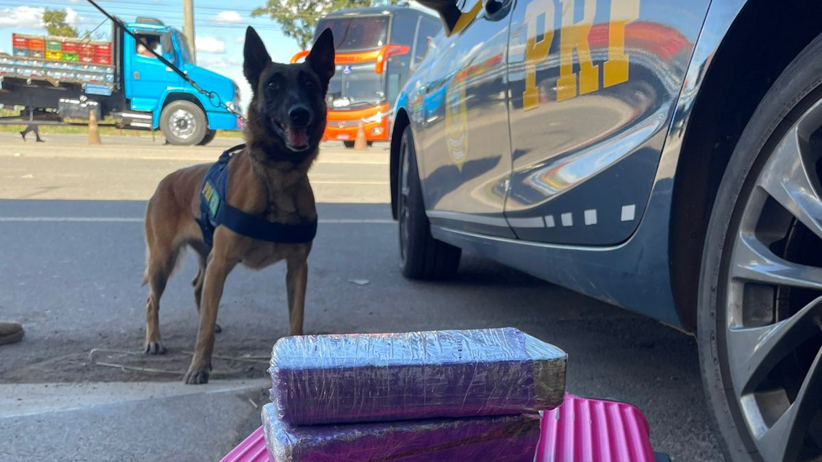 PRF prende passageiro de ônibus com 1 kg de maconha perto do Recanto das Emas (DF)