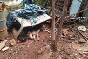 Animais encontrados em chácara serão acolhidos por abrigo